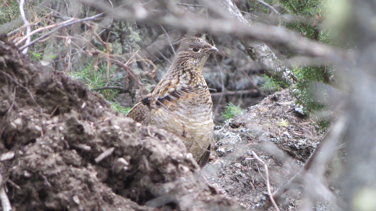 Ruffed Grouse - ML635130542