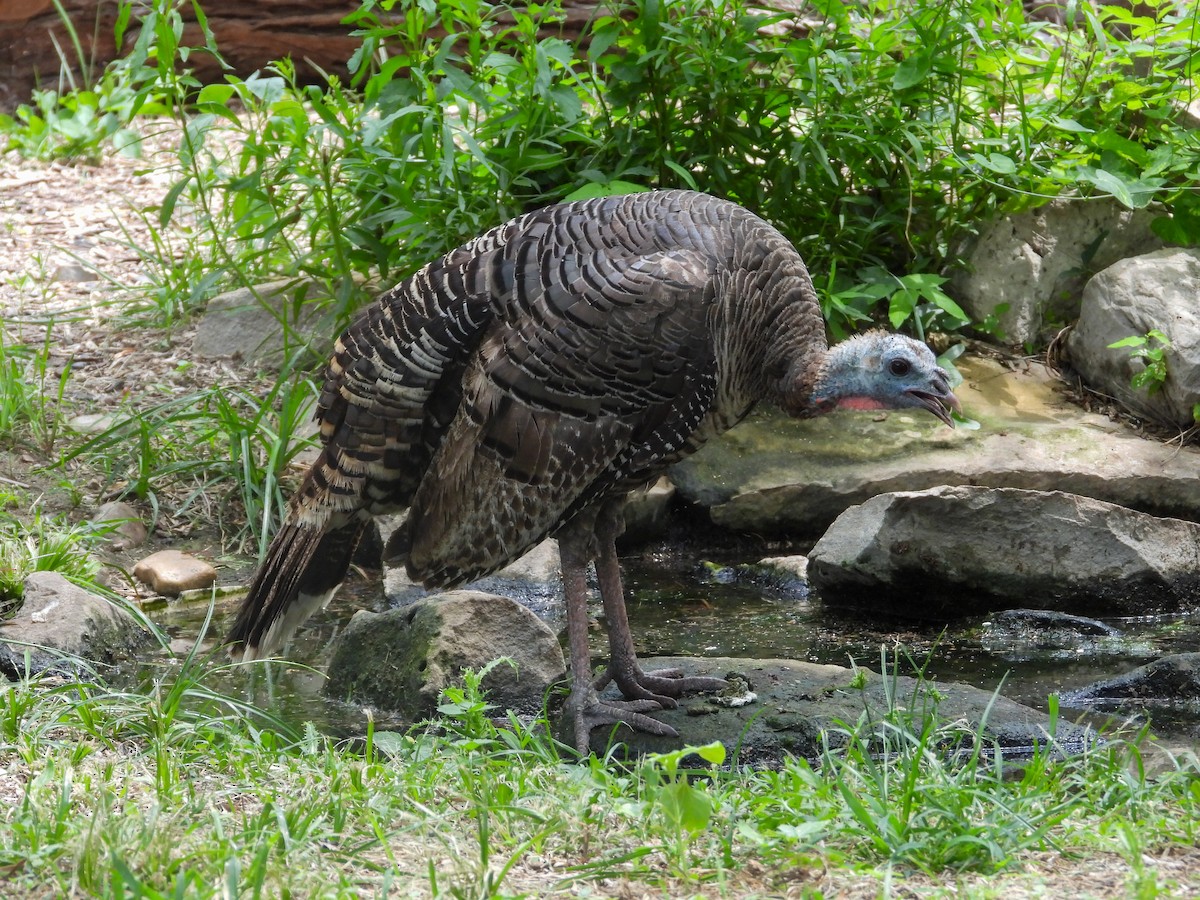 Wild Turkey - ML635130549
