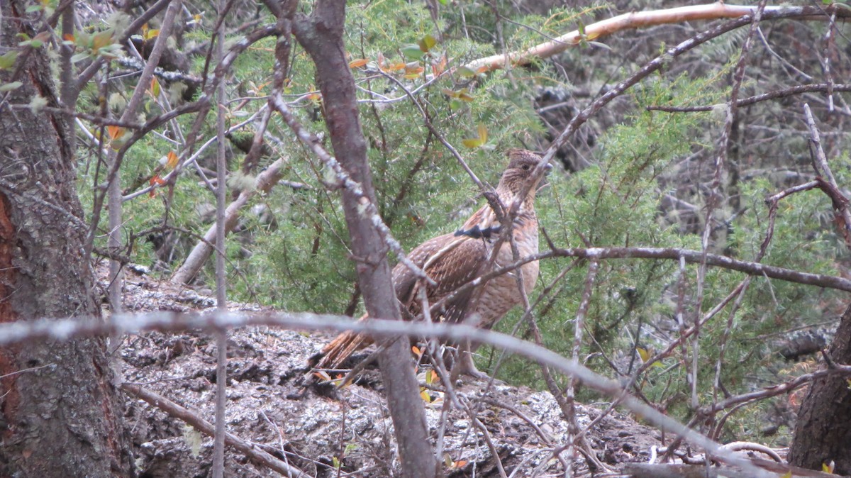 Ruffed Grouse - ML635130568