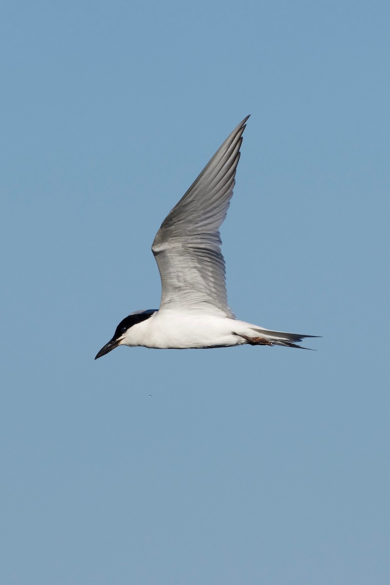 Gull-billed Tern - ML63513071