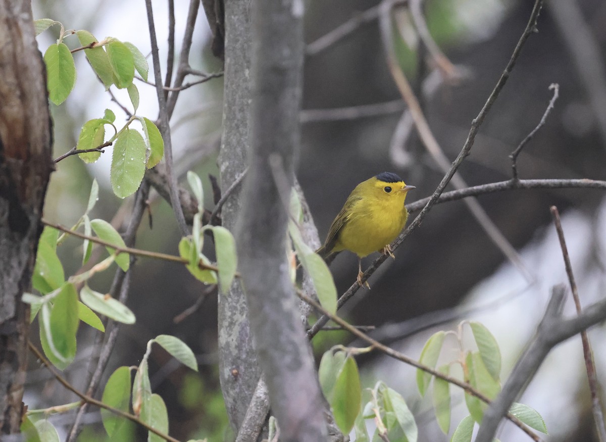 lesňáček čepičatý - ML635130927