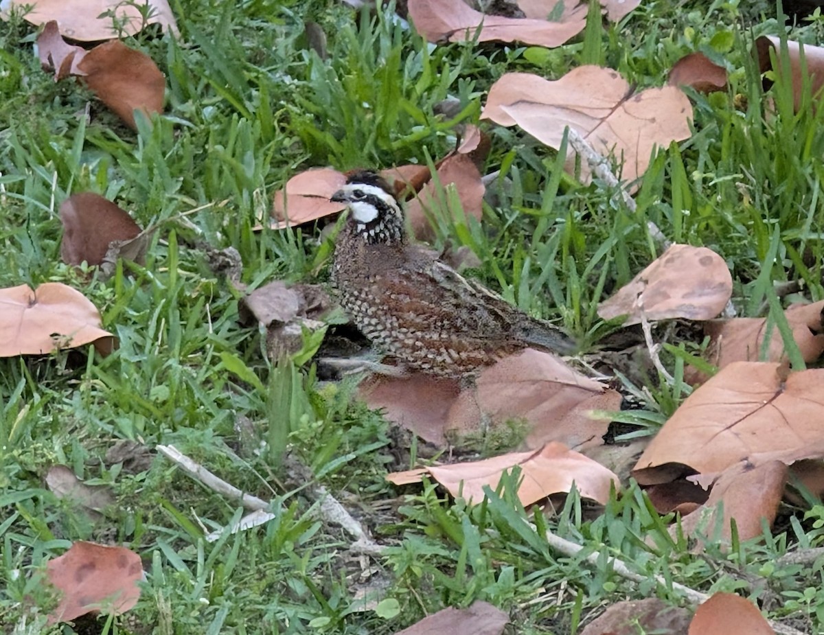 Northern Bobwhite - ML635130960