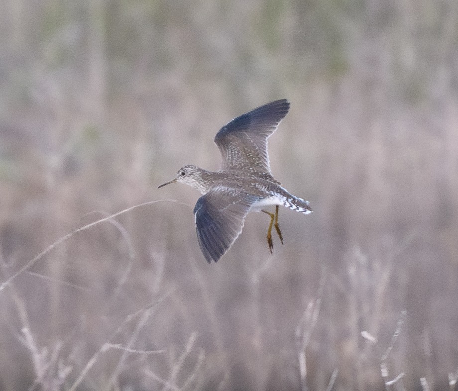 Solitary Sandpiper - ML635131086