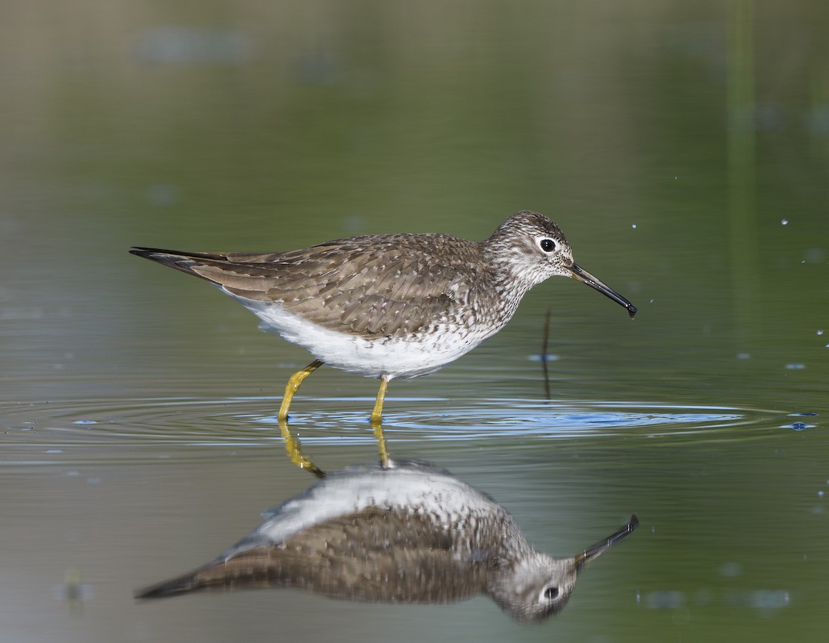 Solitary Sandpiper - ML635131100