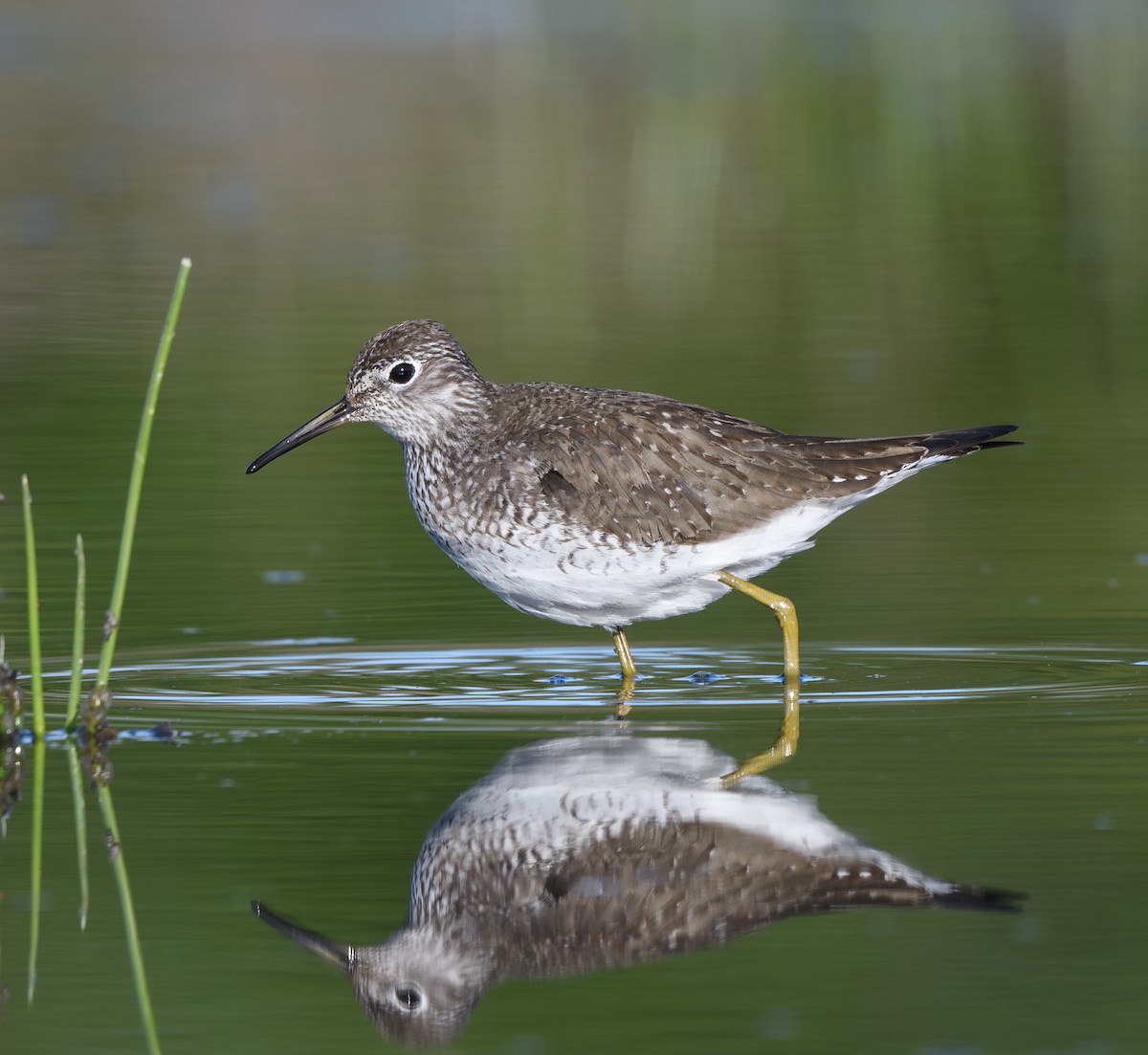 Solitary Sandpiper - ML635131104