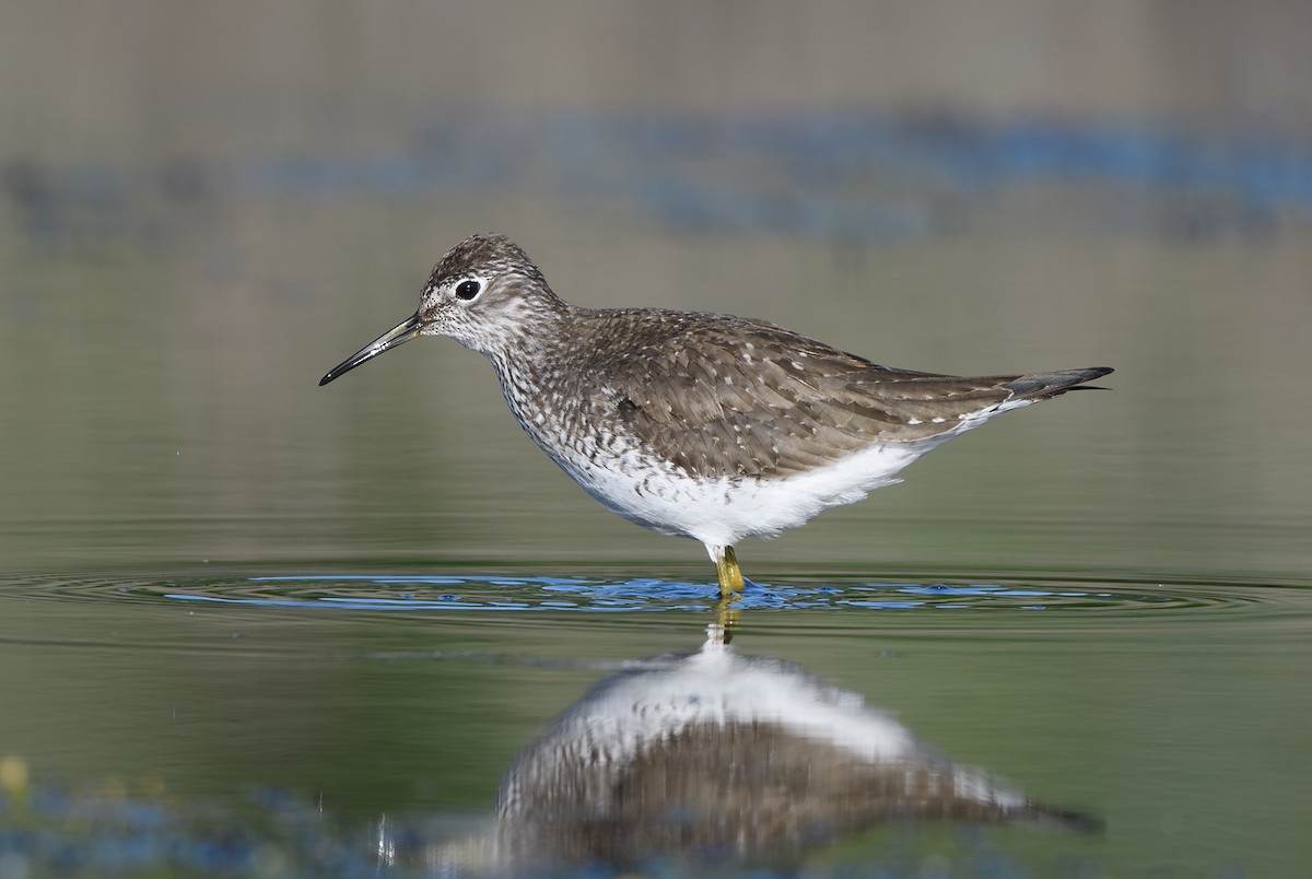 Solitary Sandpiper - ML635131107