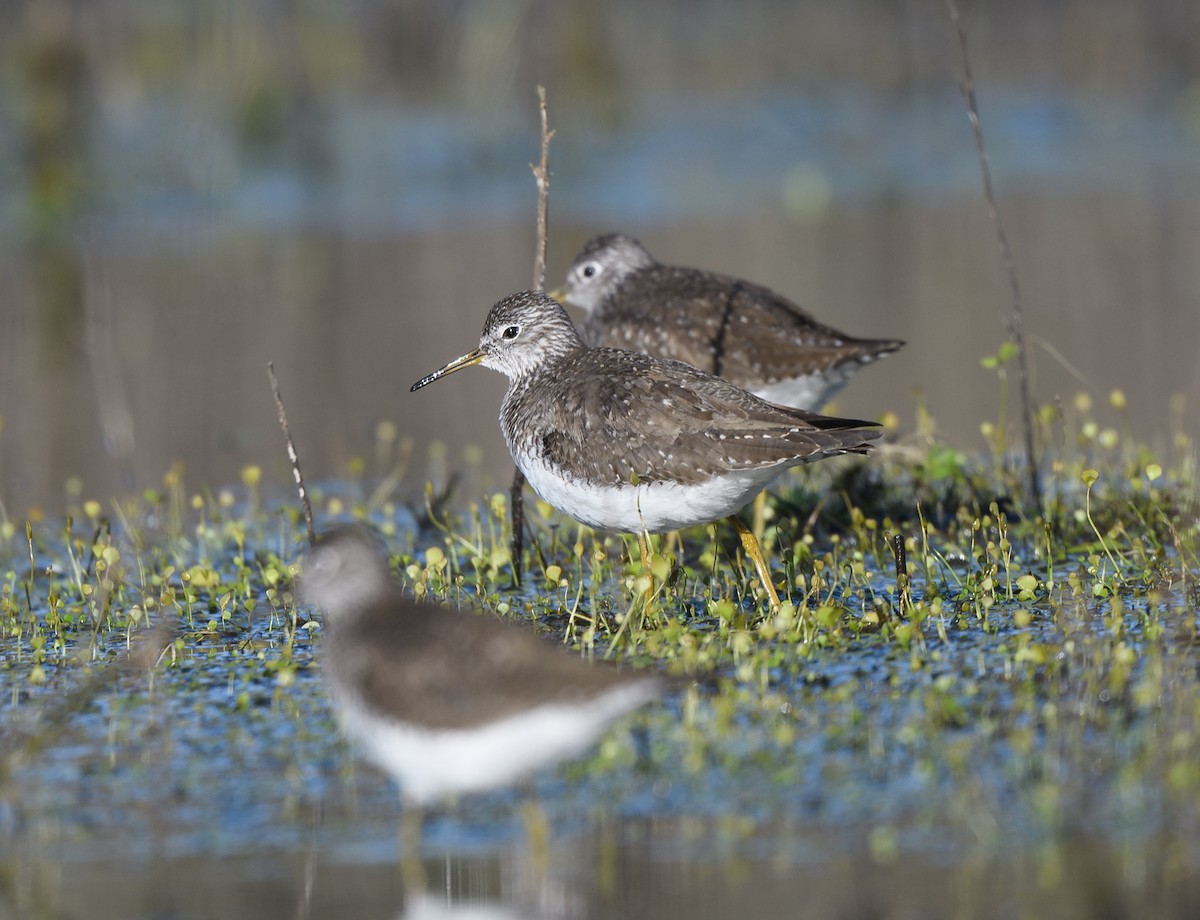 Solitary Sandpiper - ML635131121