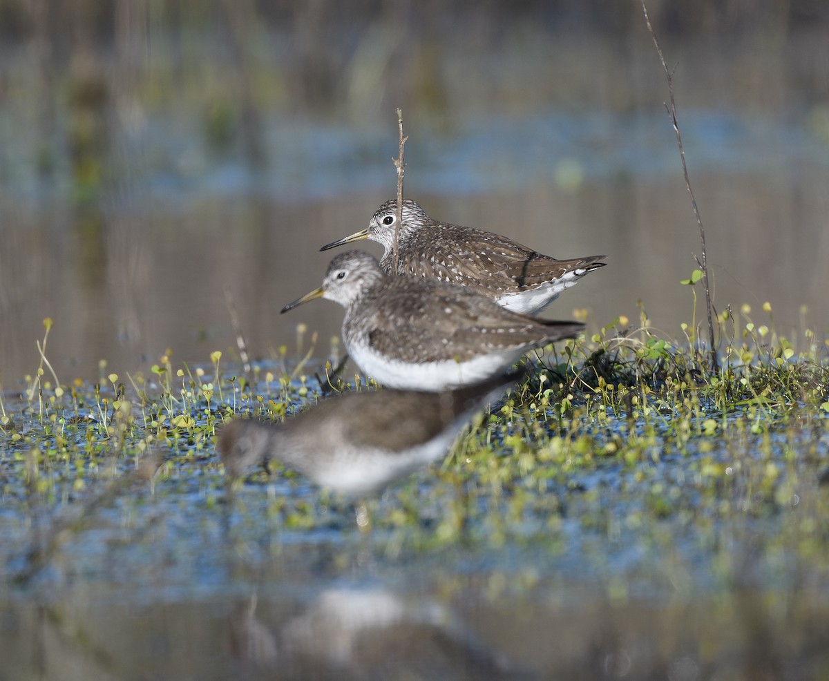 Solitary Sandpiper - ML635131131