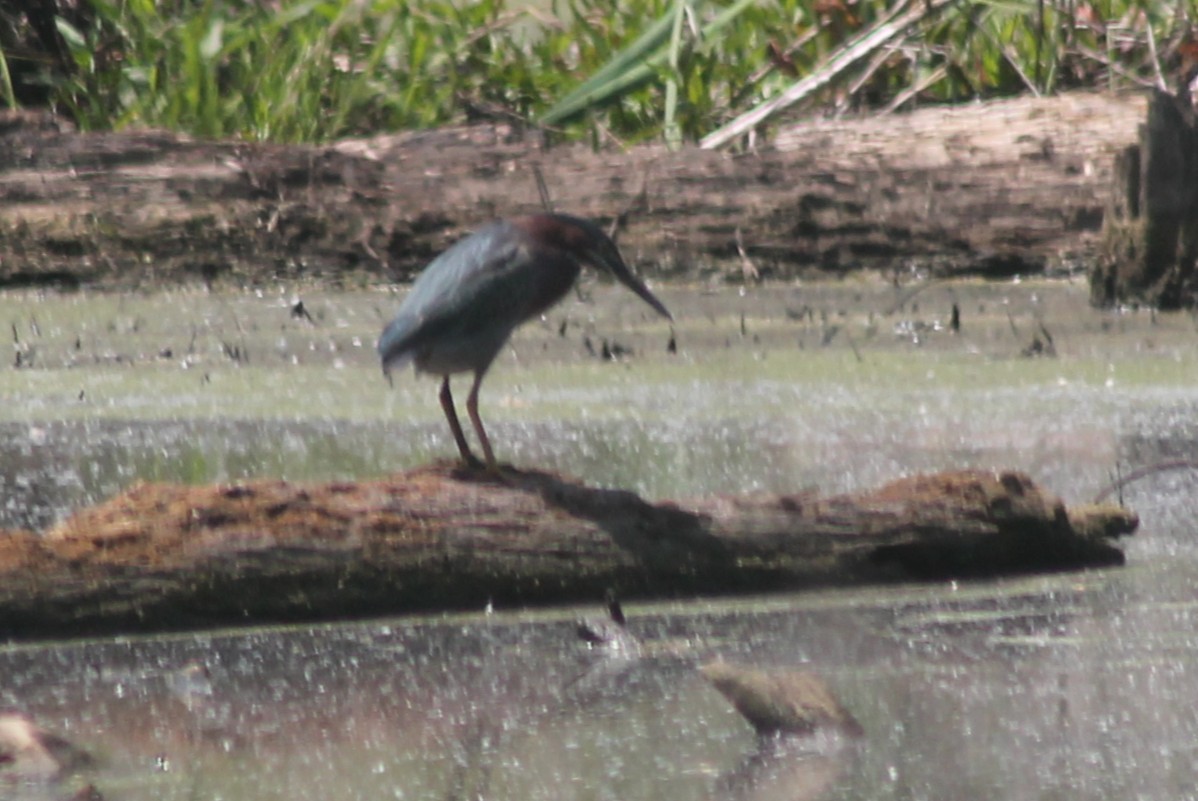 Green Heron - ML635131132