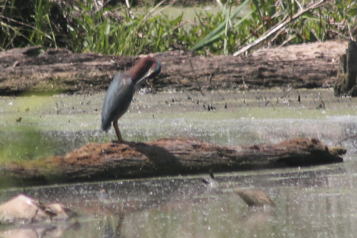 Green Heron - ML635131133