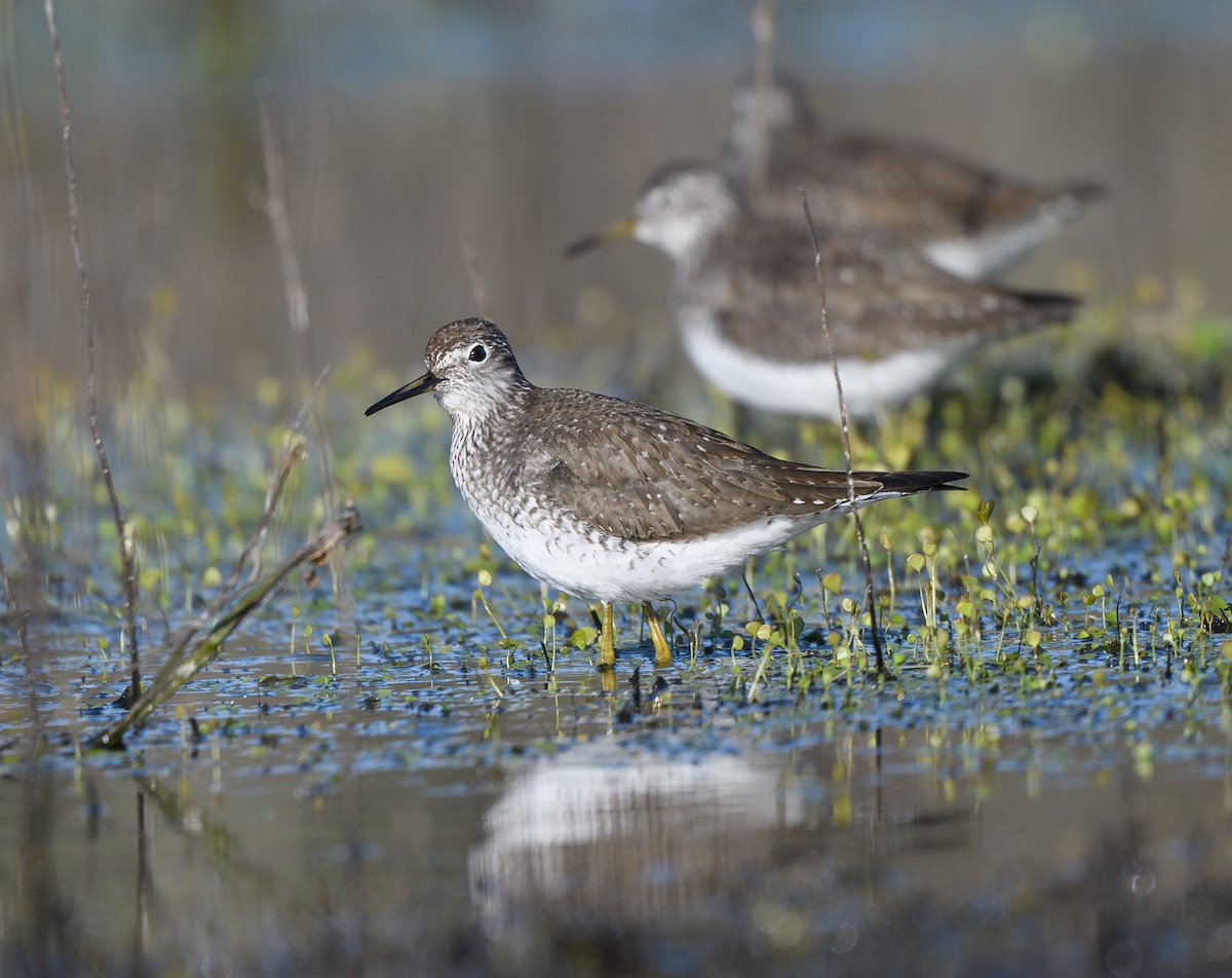 Solitary Sandpiper - ML635131139