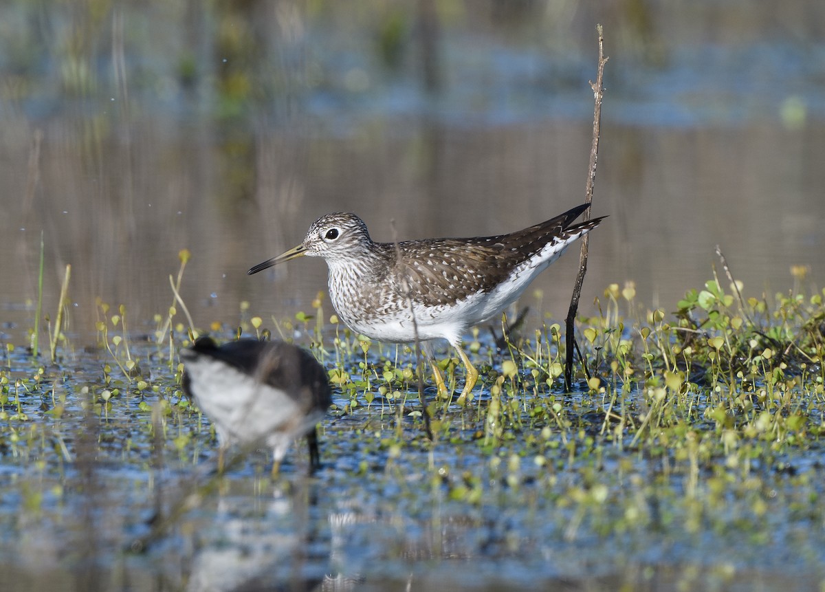 Solitary Sandpiper - ML635131147