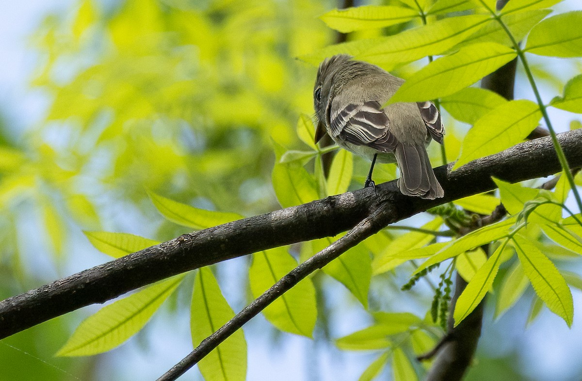 Least Flycatcher - ML635131170