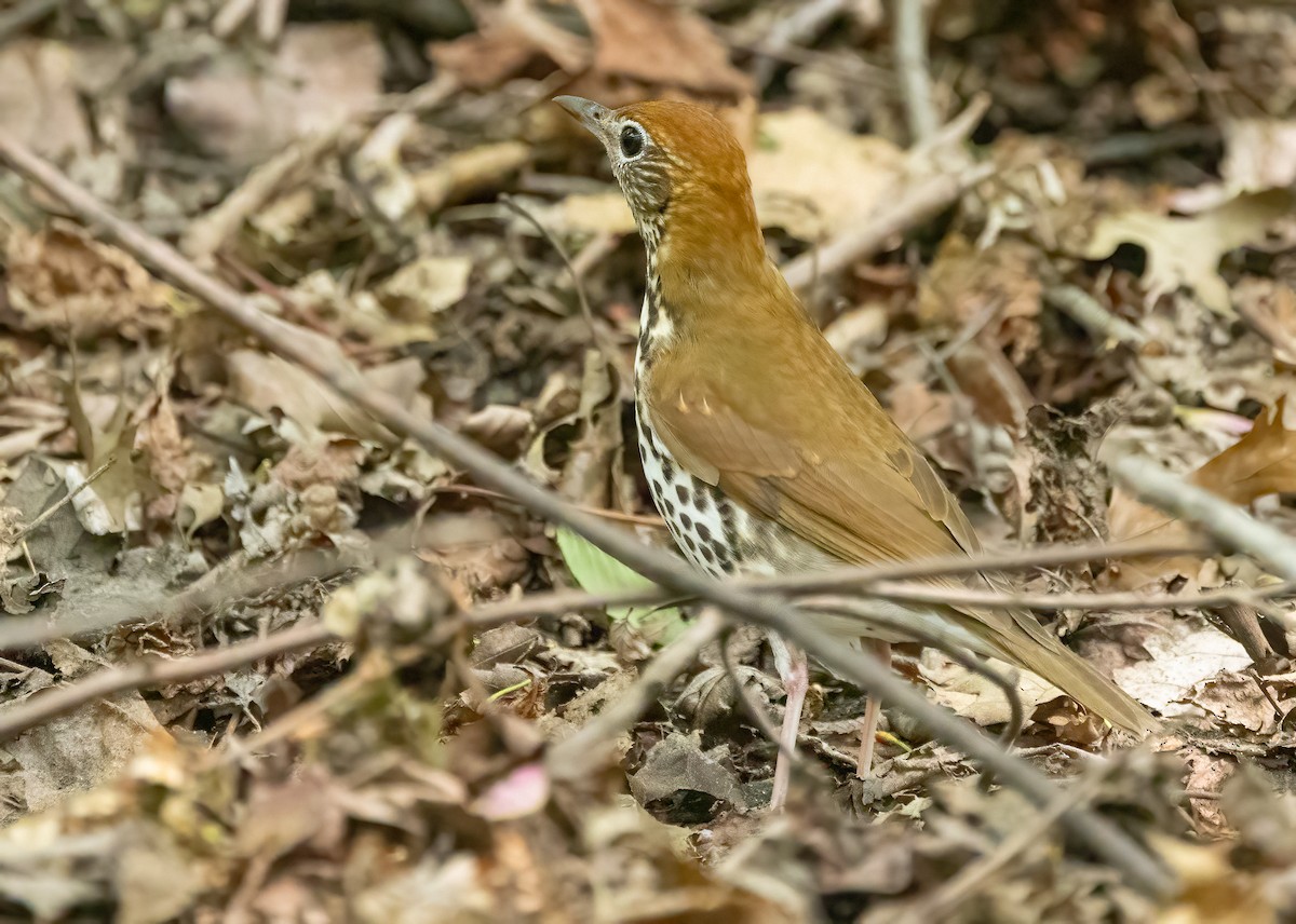 Wood Thrush - ML635131193