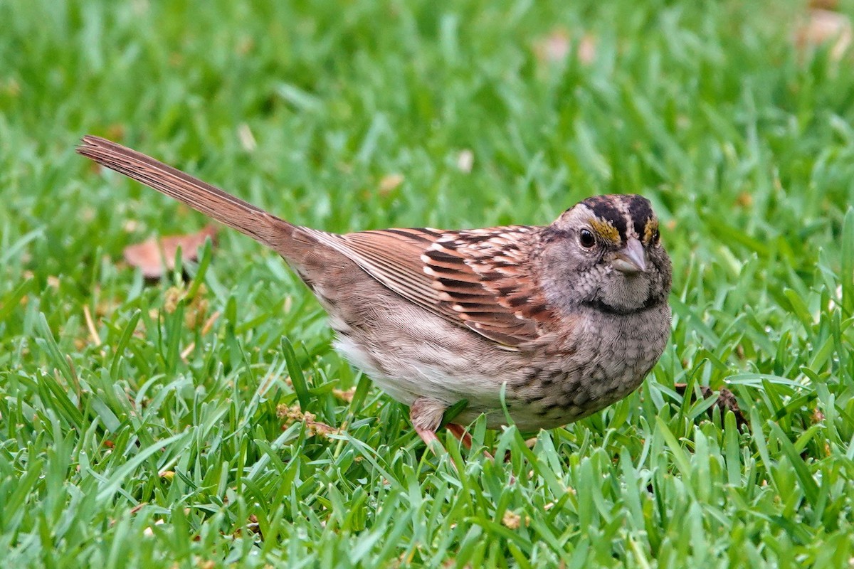 White-throated Sparrow - ML635131196