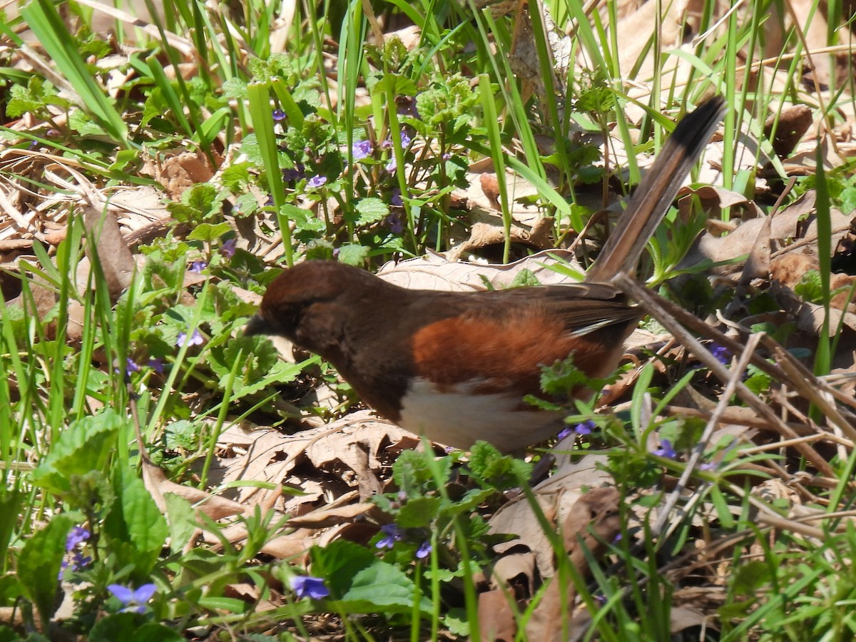 Eastern Towhee - ML635131321