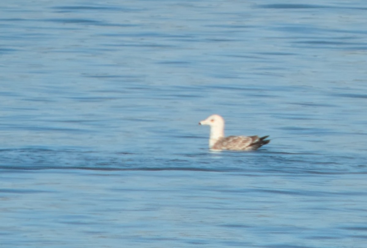 American Herring Gull - ML635131339