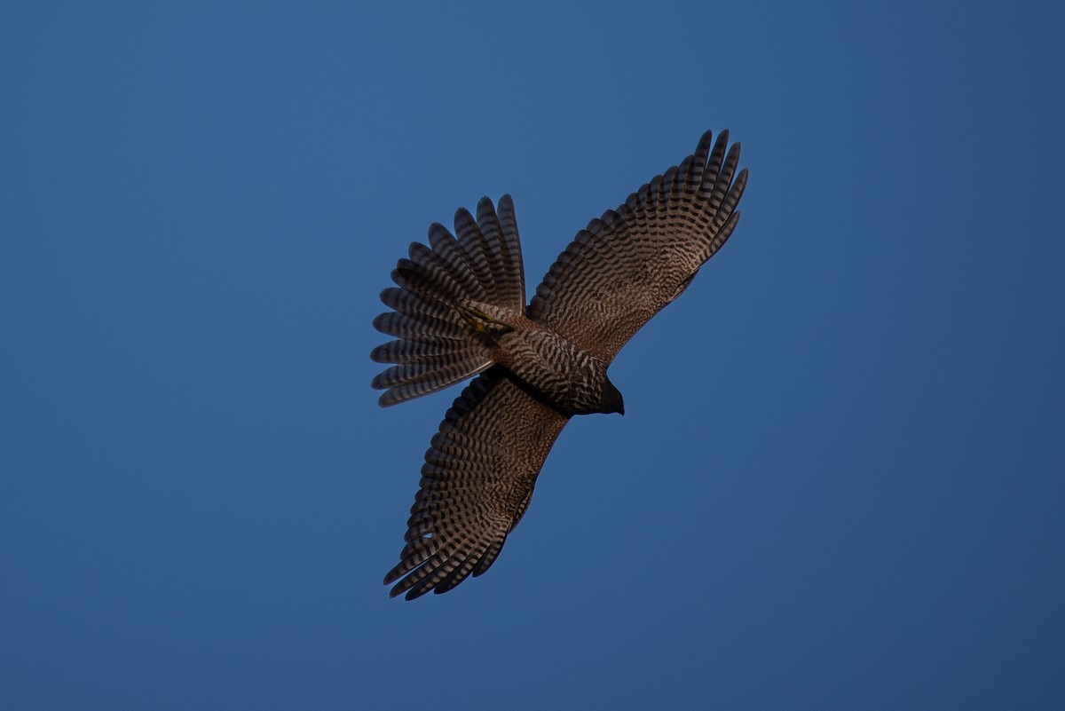 Brown Goshawk - ML635131363
