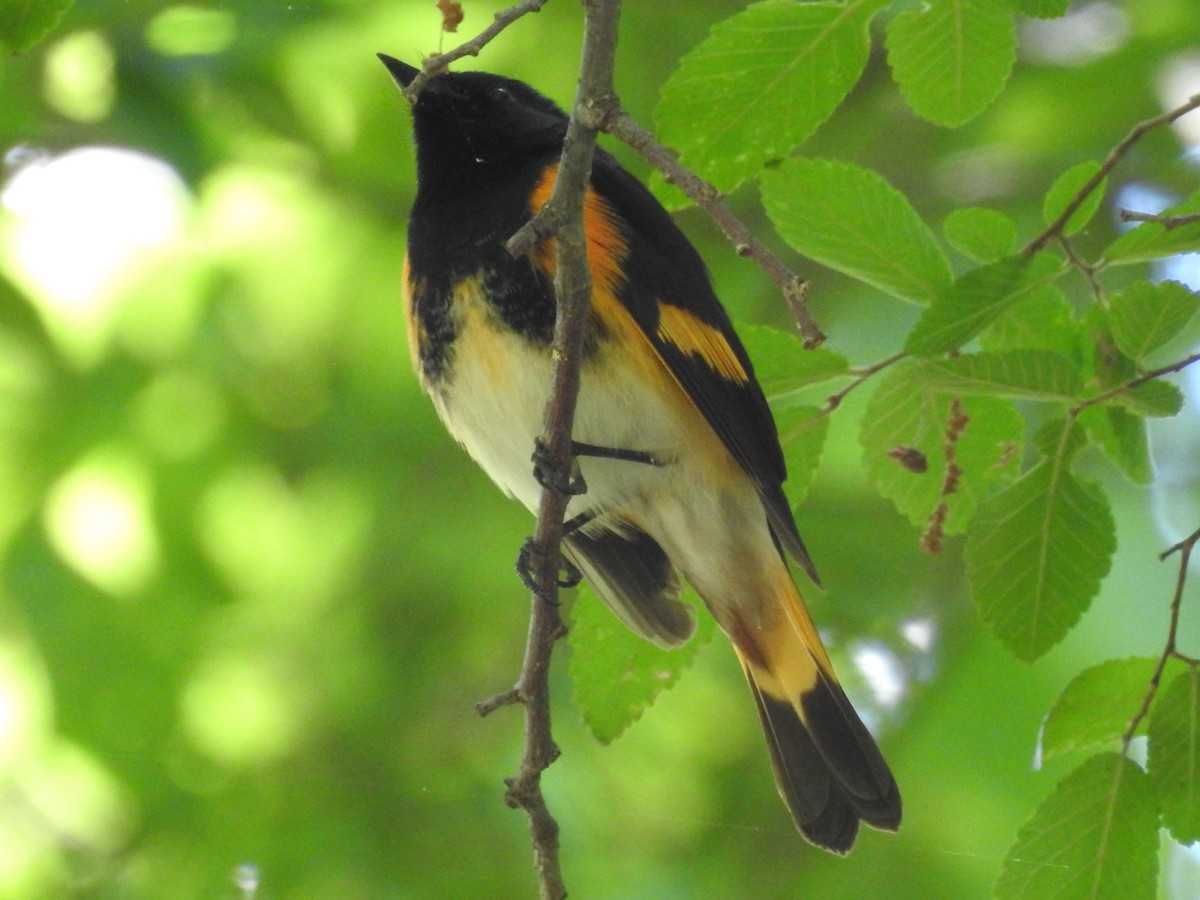 American Redstart - ML635131390
