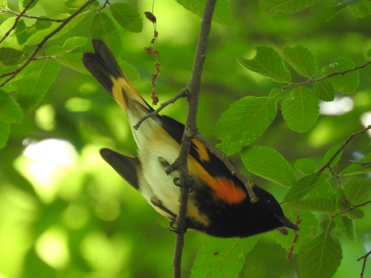 American Redstart - ML635131393