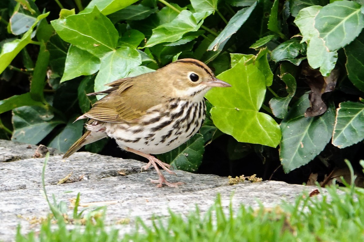 Ovenbird - ML635131402