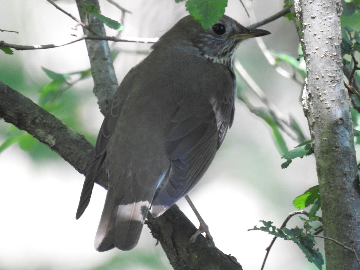 Gray-cheeked Thrush - ML635131406
