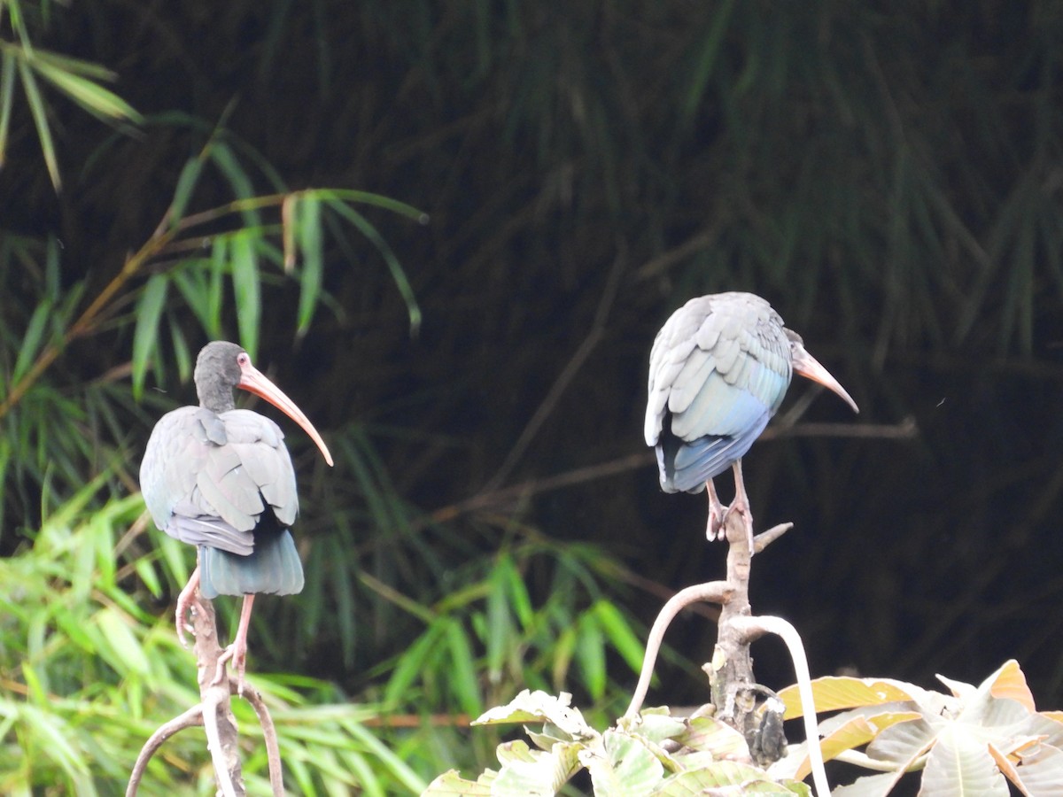 Bare-faced Ibis - ML635131457