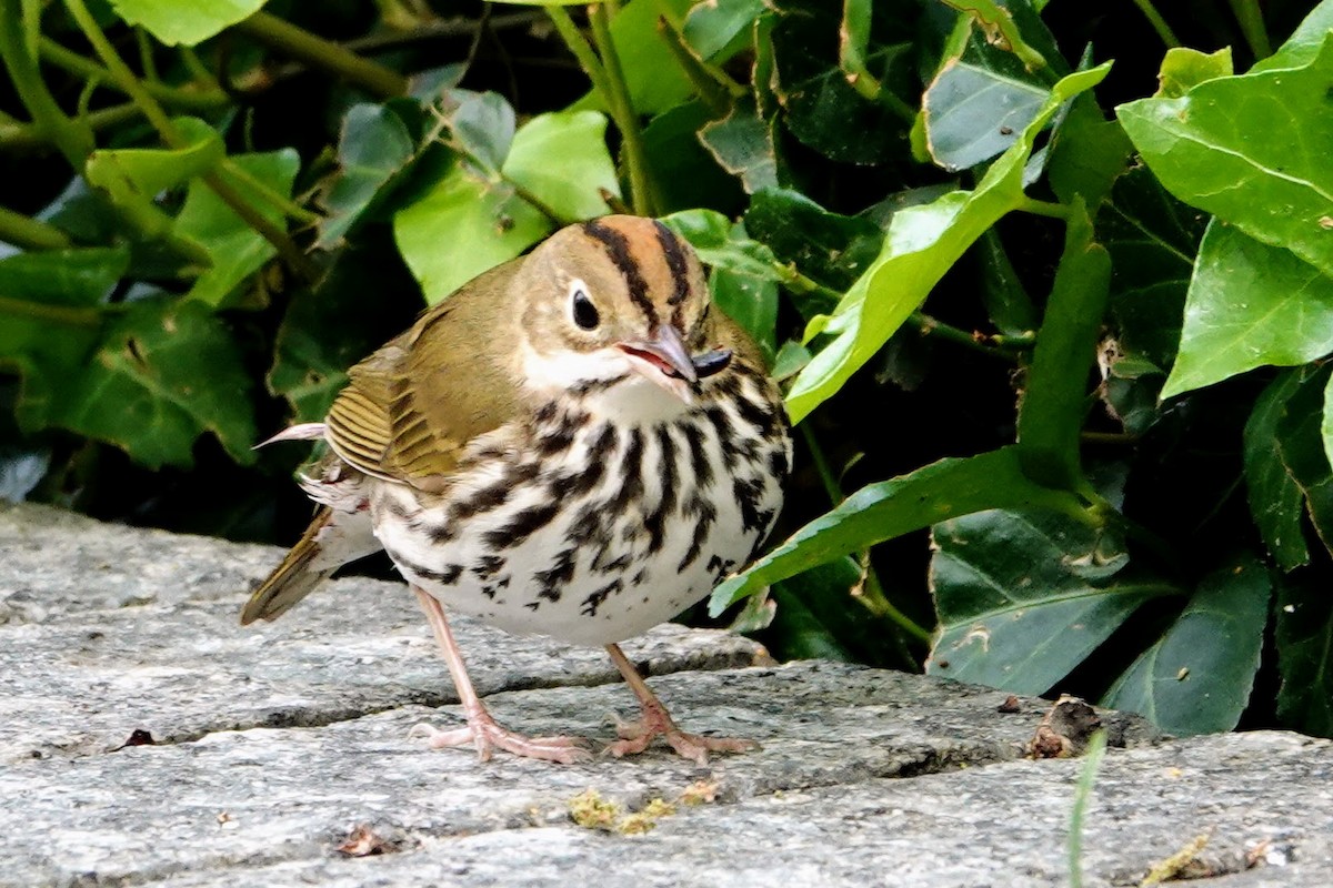 Ovenbird - ML635131546