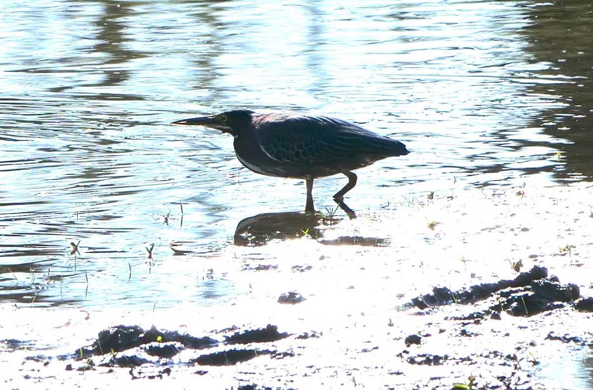 Koartzatxo berdea - ML635131547