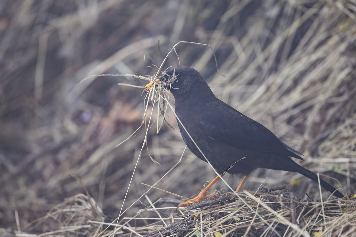 Sooty Thrush - ML635131721