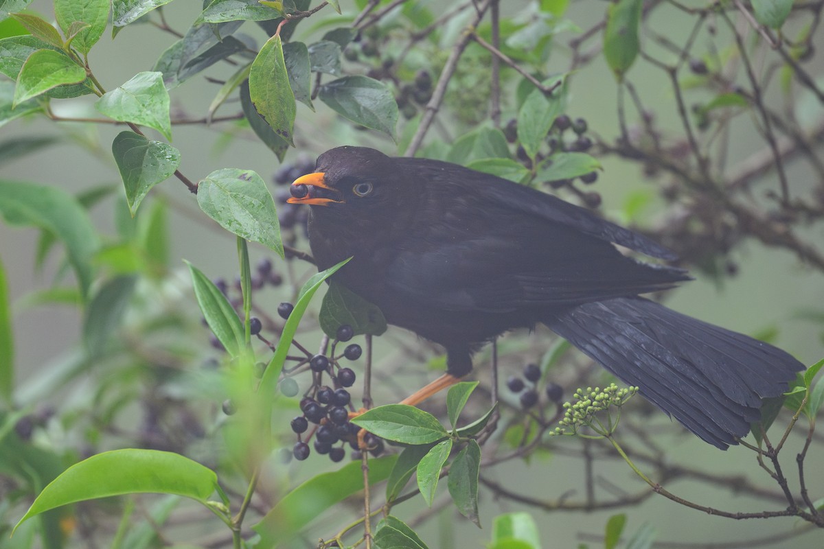 Sooty Thrush - ML635131722