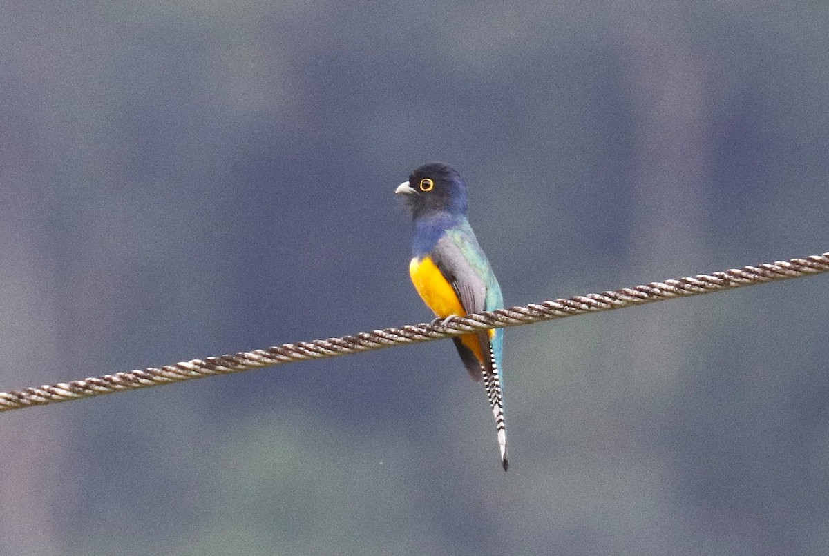 Guianan Trogon - ML635131752