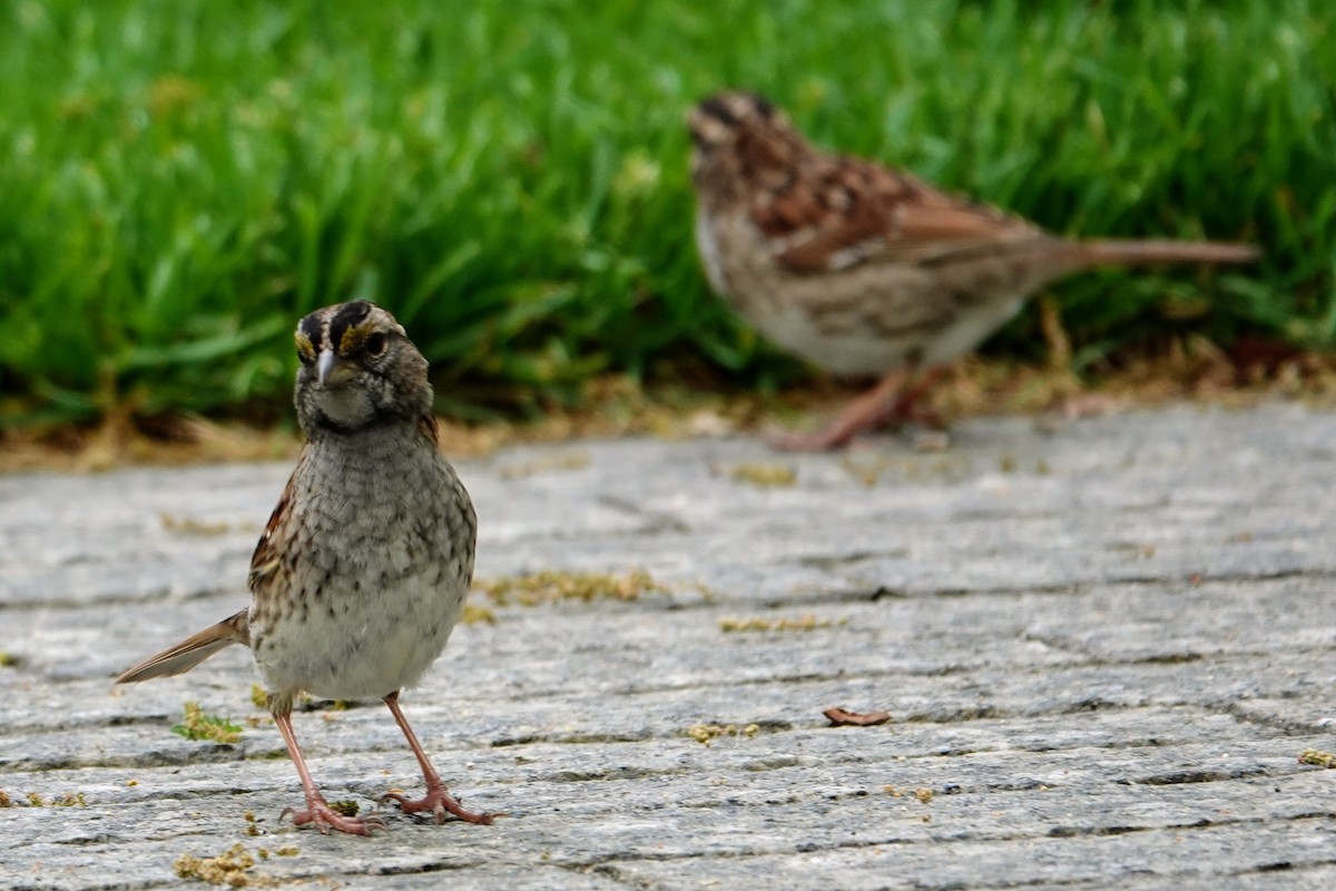 White-throated Sparrow - ML635131795
