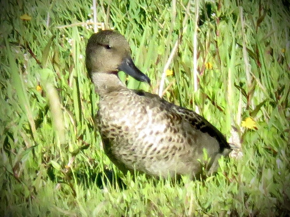 Andean Teal - ML635131869