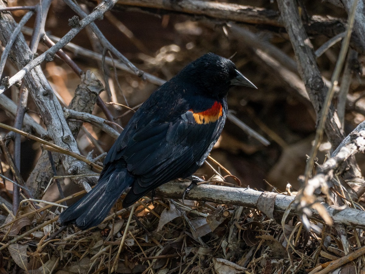 Red-winged Blackbird - ML635131885