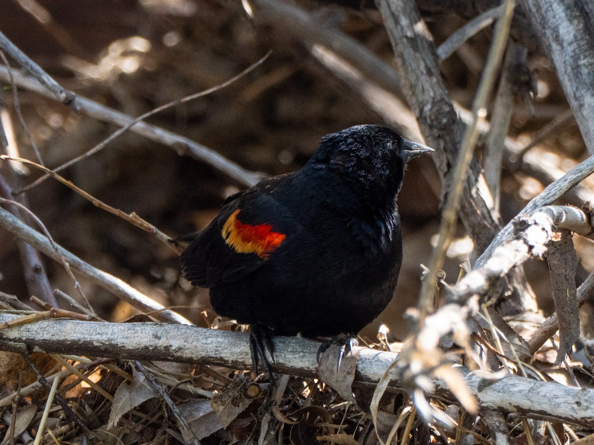 Red-winged Blackbird - ML635131886
