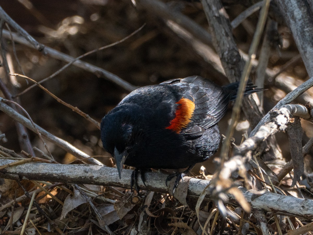 Red-winged Blackbird - ML635131887