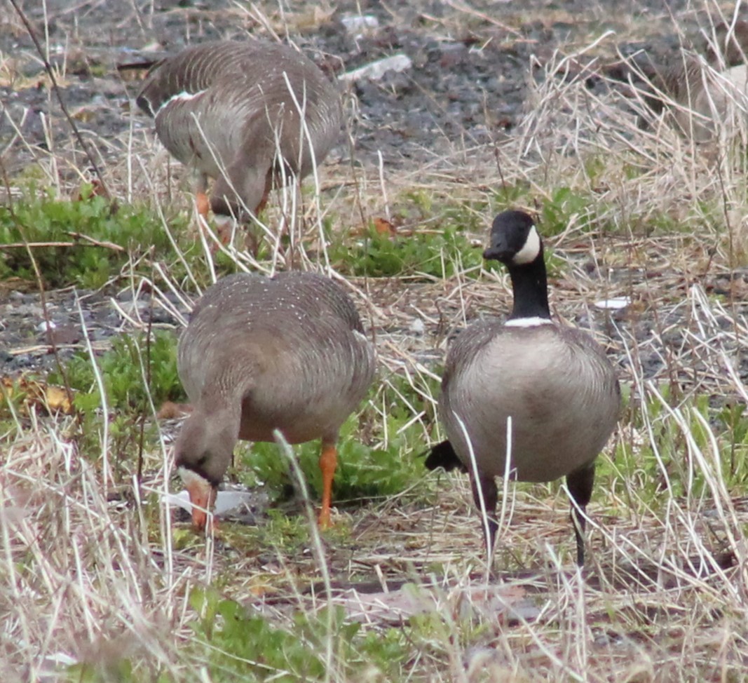 Cackling Goose (Aleutian) - ML635131979