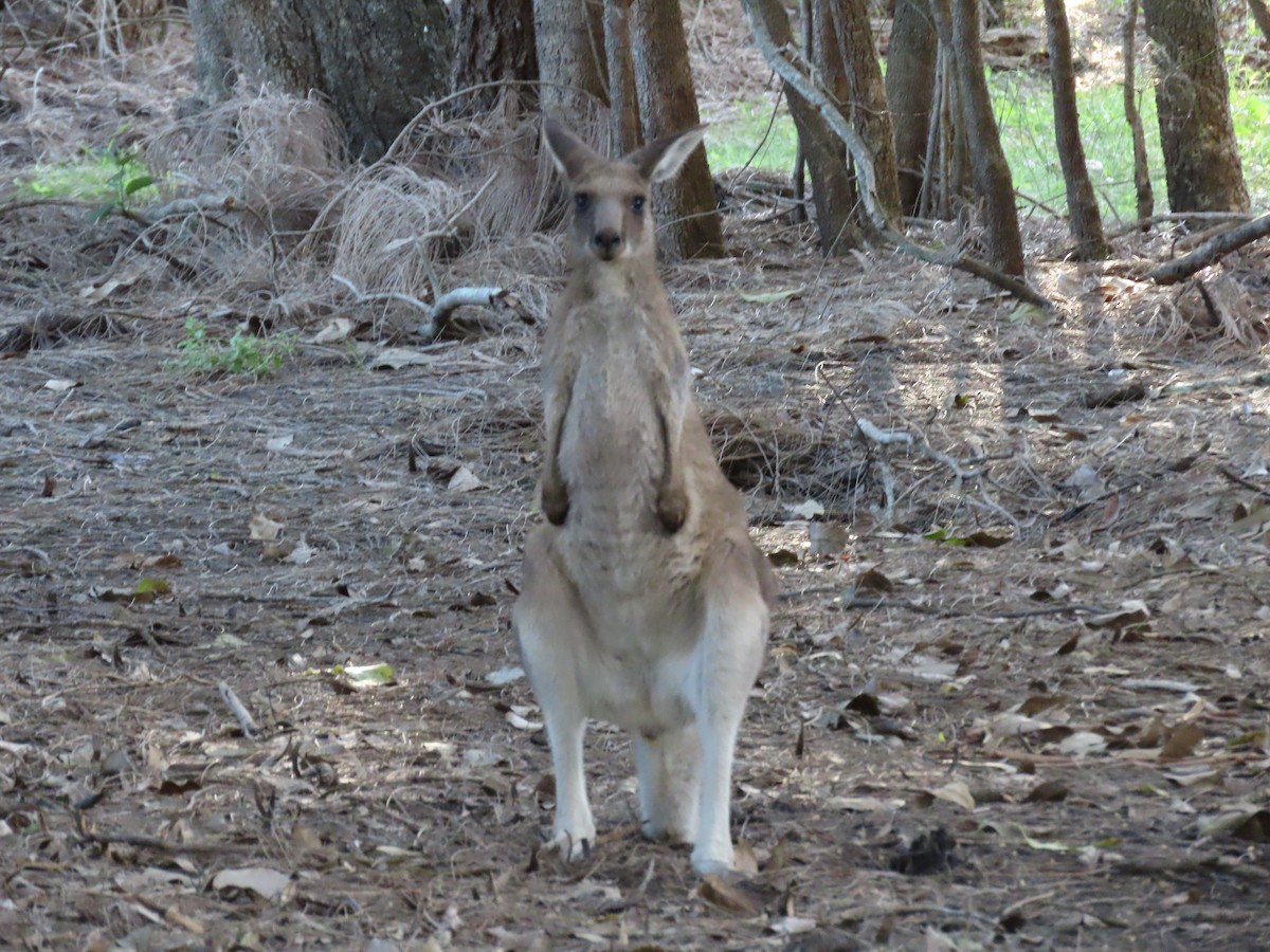 Eastern Grey Kangaroo - ML635131995