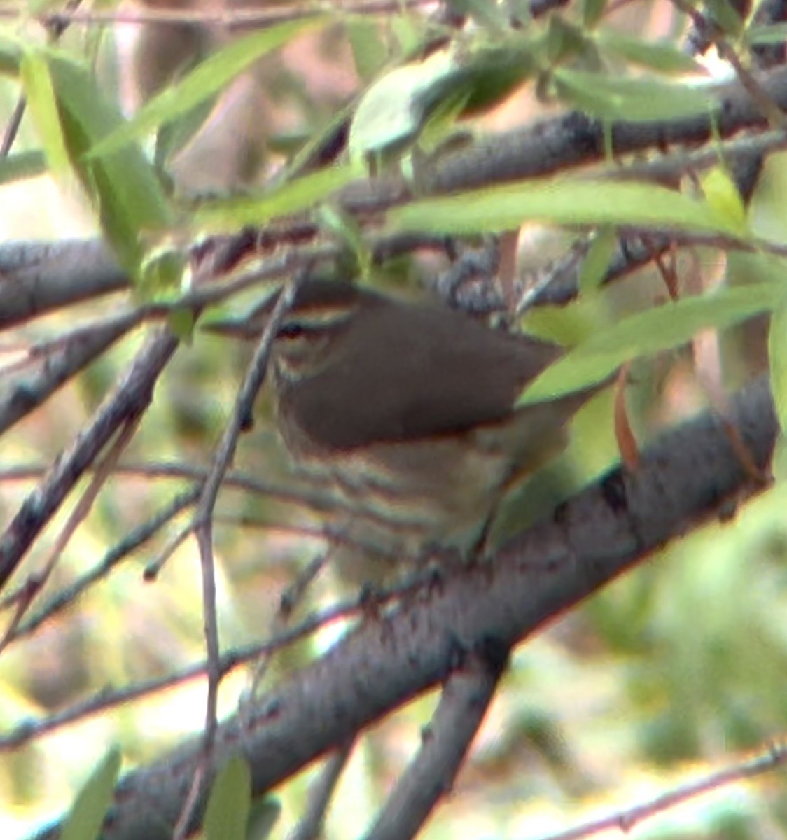 Northern Waterthrush - ML635132019