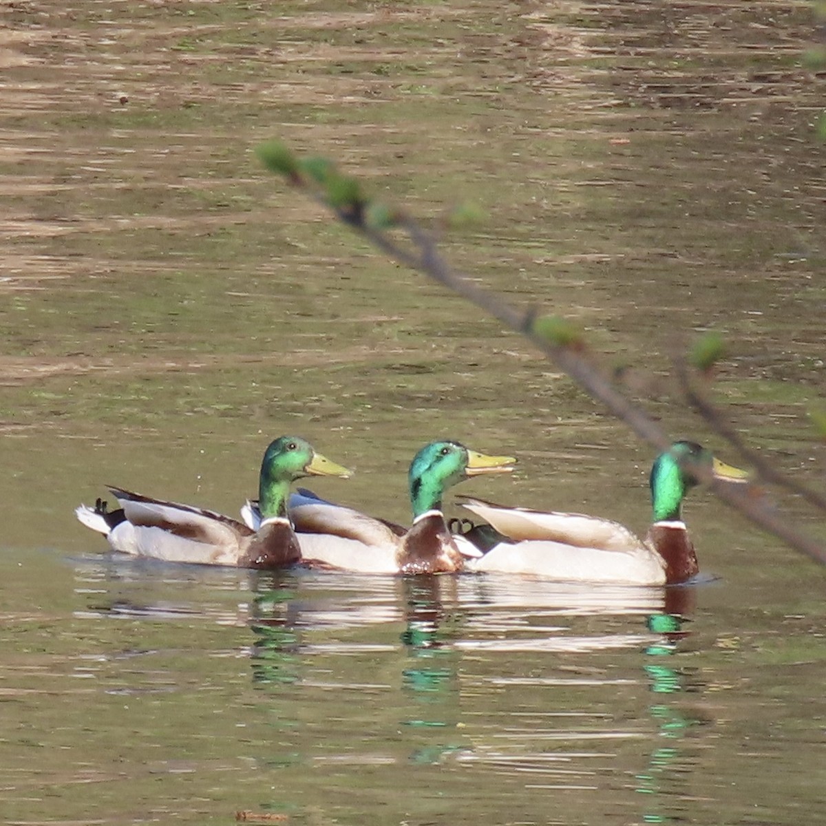 Mallard - ML635132078
