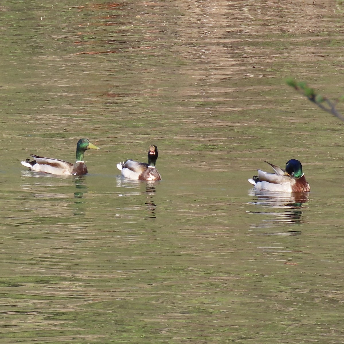 Mallard - ML635132080