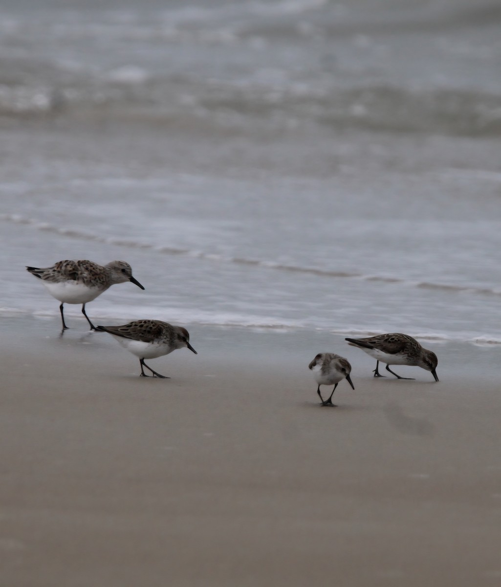 Bécasseau semipalmé - ML635132194