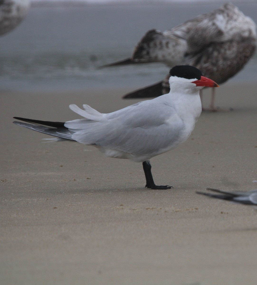 Sterne caspienne - ML635132235