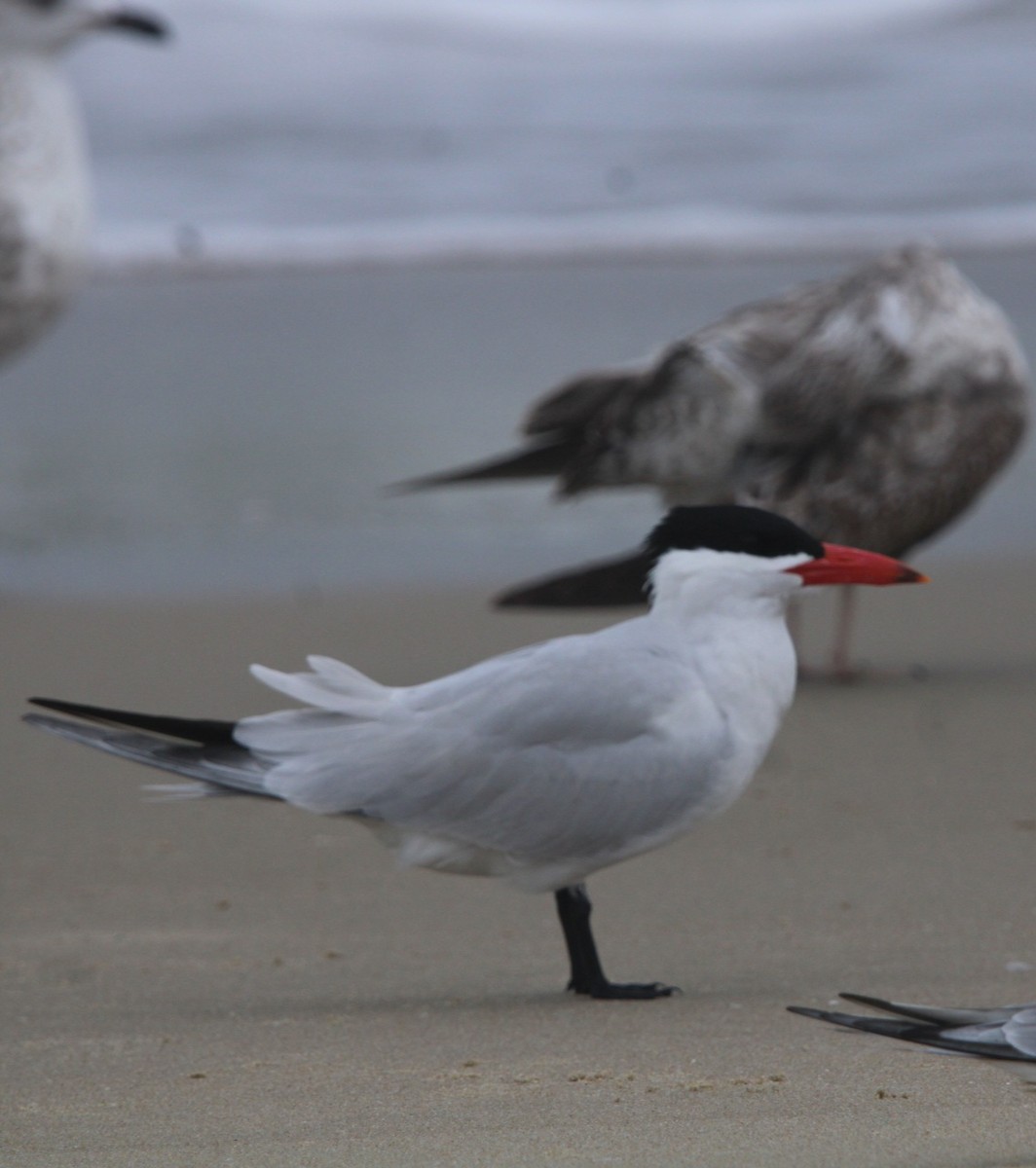 Sterne caspienne - ML635132236