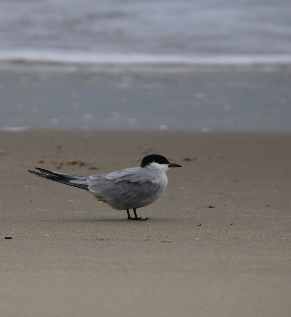 Sterne pierregarin - ML635132257