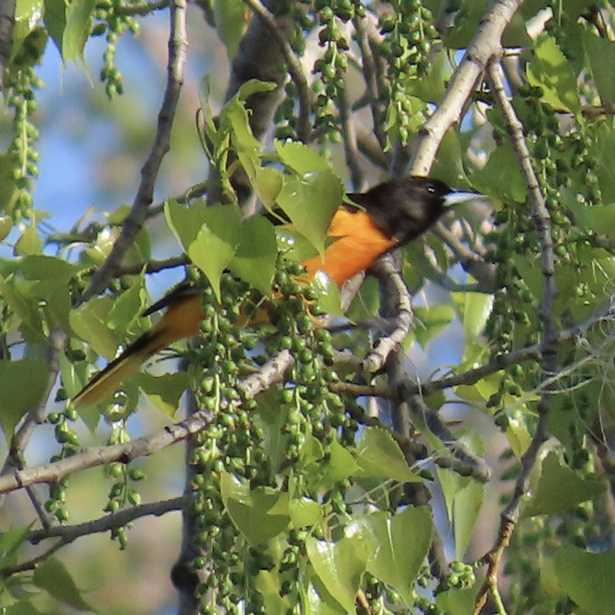 Baltimore Oriole - ML635132282