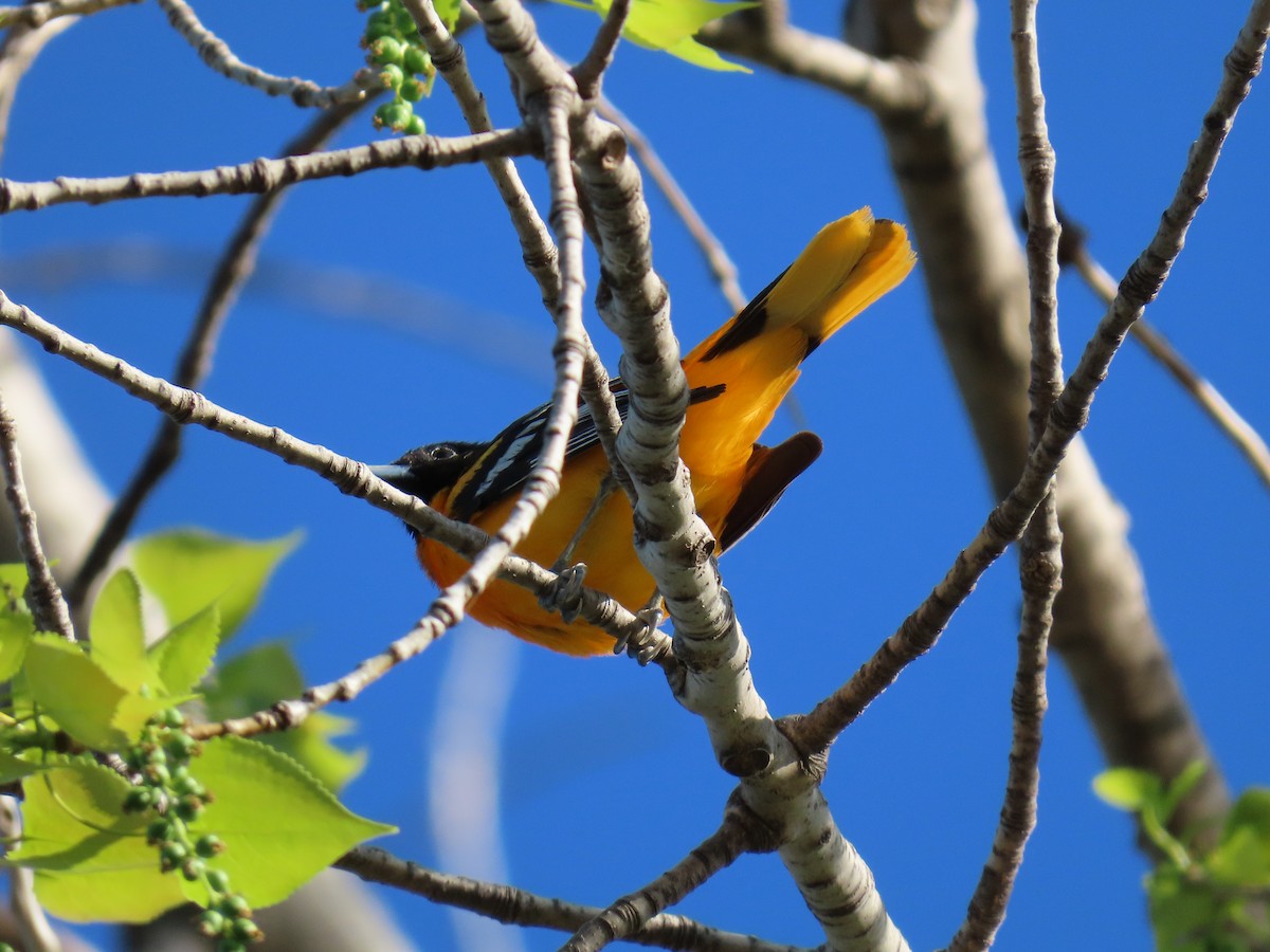 Baltimore Oriole - ML635132283