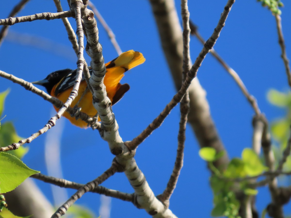 Baltimore Oriole - ML635132284