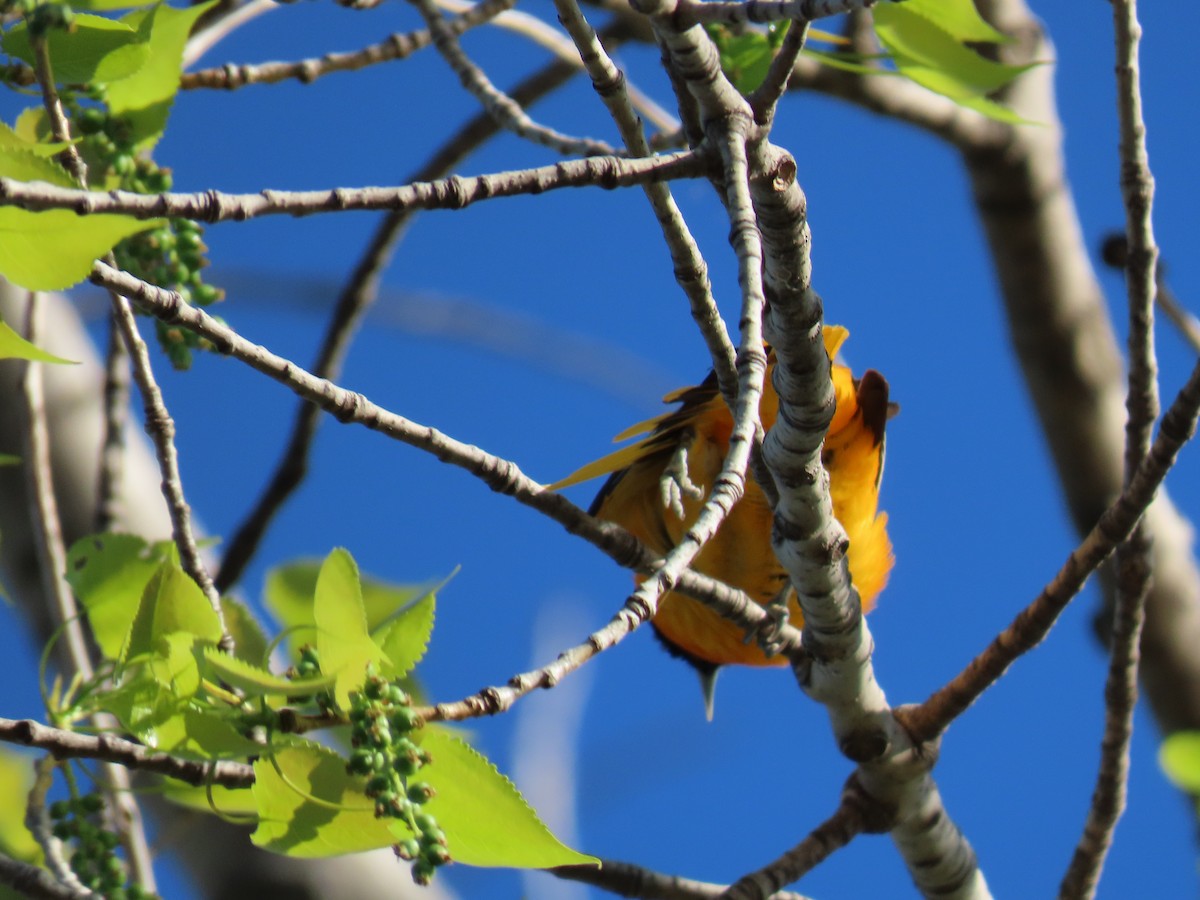 Baltimore Oriole - ML635132285